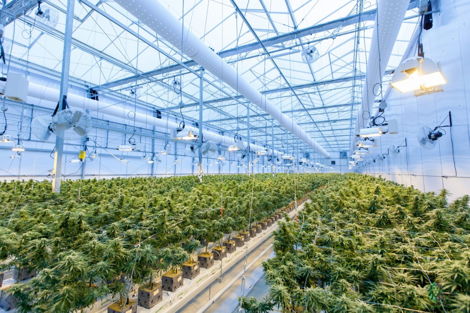 CBD Bloemtoppen Kas Kwekerij